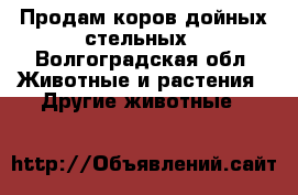 Продам коров дойных стельных - Волгоградская обл. Животные и растения » Другие животные   